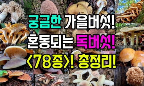 羊肉加什么中药材最好-羊肉能加什么中药网 - 为你提供羊肉加什么中药补肾壮阳、羊肉加什么中药不上火